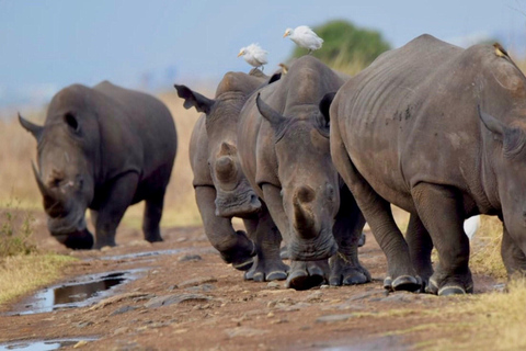 Nairobi National Park half day guided tour.