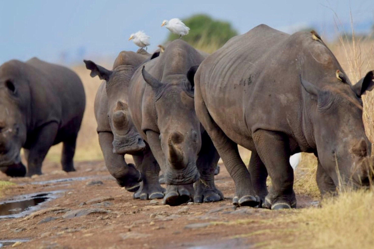 Nairobi National Park half day guided tour.