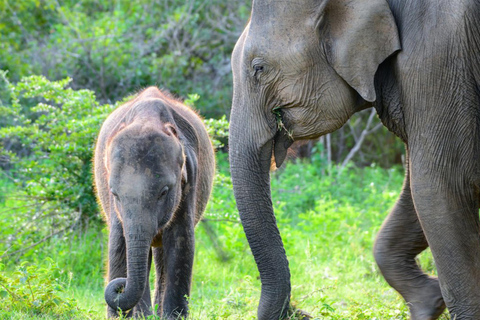 Private Sigiriya, Safari & Village Tour: Colombo/Kandy/South From Sigiriya: Complete Core Tour (Direct Access)