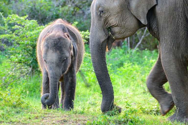 Private Sigiriya, Safari & Village Tour: Colombo/Kandy/South From Sigiriya: Complete Core Tour (Direct Access)