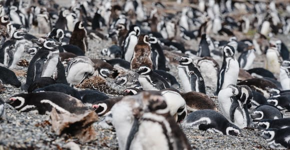 Avistaje de Pingüinos desde Puerto Almanza