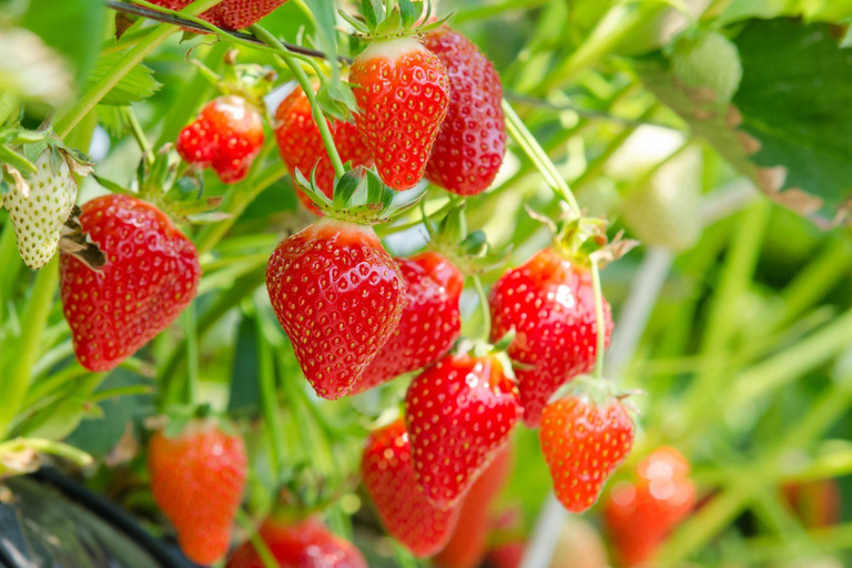 Nagoya: Toyokawa Inari Shrine, Fruit Picking & Shopping Option D: Inari Shrine, Picking, Mitsui Outlet