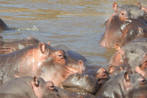 Masai Mara dagexcursie en Masai dorpsbezoeken