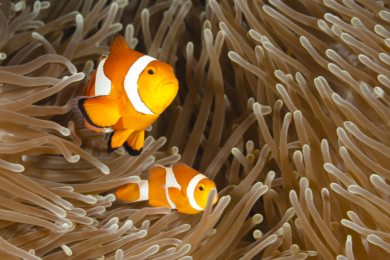 Bohol: Turtle Sanctuary Snorkeling Boat Tour with Lunch