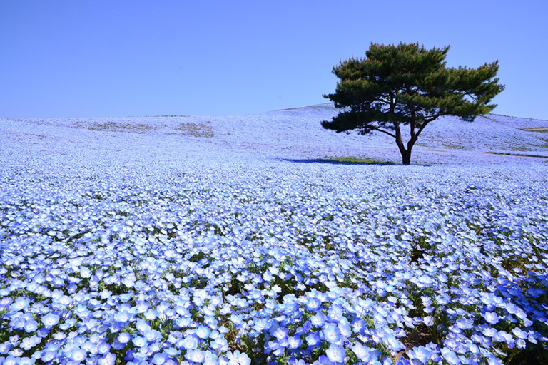 Ibaraki helgedom 、 Skaldjursmarknad 、 Blommans hav DagsturMarunouchi North Exit