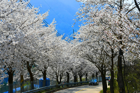 Seoul: Jinhae or Chasing Cherry Blossom &amp; Spring Flower TourChasing Cherry Blossom Tour, Meet at Hongik University St