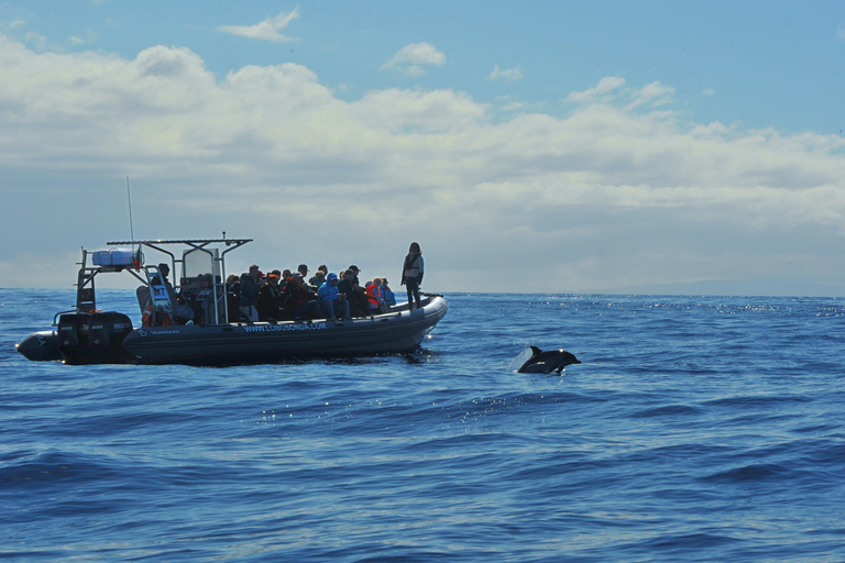 Calheta: Respectful Ocean Wildlife Experience by RIB