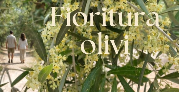Matera: Discover the Magic of Olive Blossom – Tour and Food Tasting