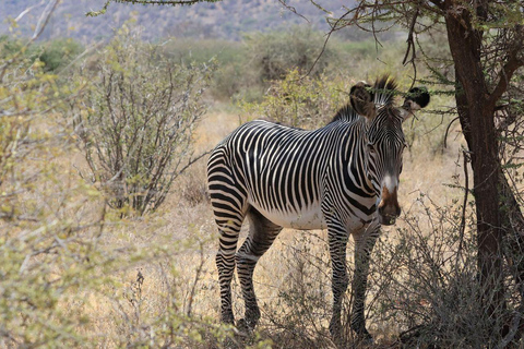 3 Days, 2 nights safari to Samburu National Reserve 3 Days private safari in a 4x4 Landcruiser jeep