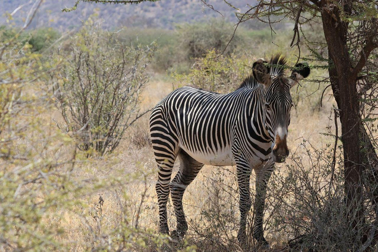 3 Days, 2 nights safari to Samburu National Reserve 3 Days private safari in a 4x4 Landcruiser jeep