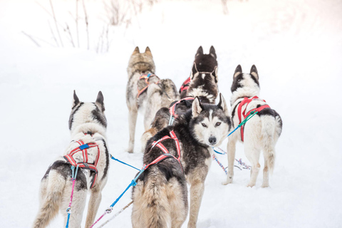 Fairbanks, AK: Excursión de medio día &quot;Conduce tu propio equipo de perros&quot;.