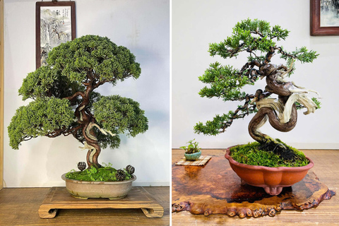 [ANNAM LADY-workshop group]Mini Bonsai Art avec Artisan HCMC