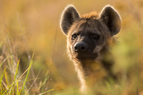 From St Lucia: Big 5 Safari in the Hluhluwe-Imfolozi Park Safari For Six Big 5 Safari