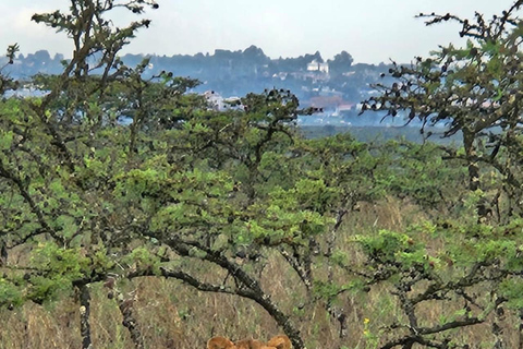 Nairobi: Nationalpark 5 Stunden GruppentourNairobi National Park Halbtages-Pirschfahrt