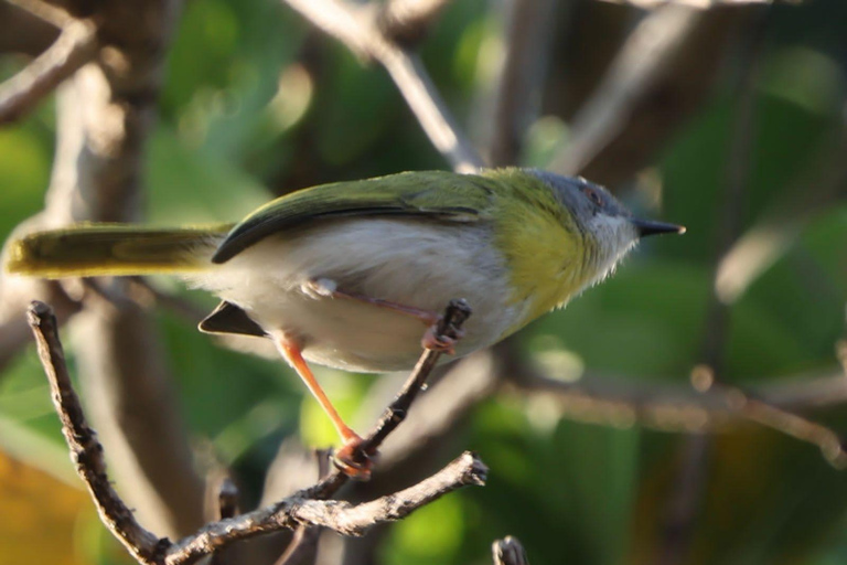Livingstone: Birding Safari Half-Day or Full-Day Options