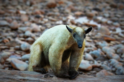 Da Cusco: 5 giorni di esplorazione e connessione nella Zona Riservata del ManuDa Cusco: 5 giorni di esplorazione e connessione nella Zona Riservata di Manu