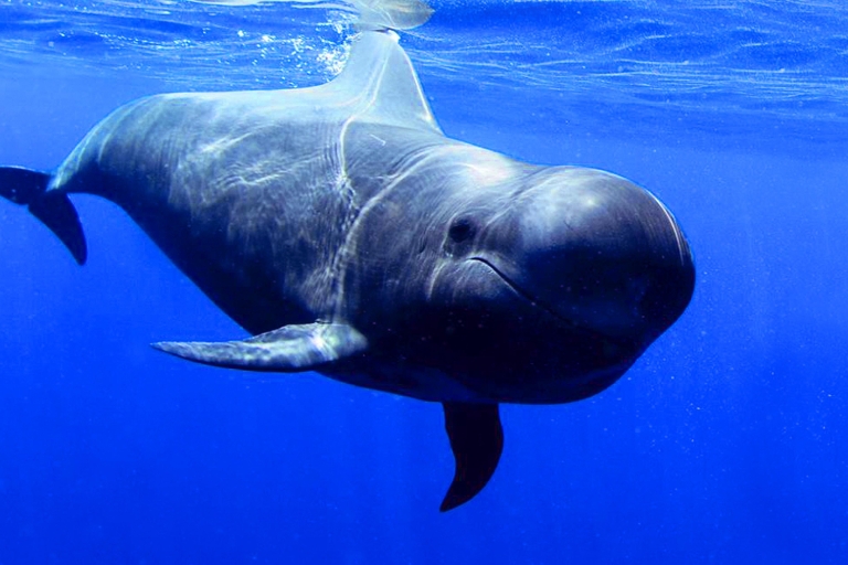 Los Gigantes: Obserwacja delfinów i wielorybów z napojami3-godzinny rejs wycieczkowy z lunchem