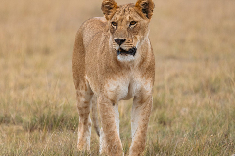 Park Narodowy Amboseli: 2-dniowe safari z 1 noclegiem