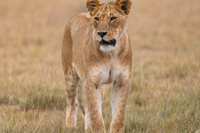 Parque Nacional de Amboseli: safari de 2 días y 1 noche