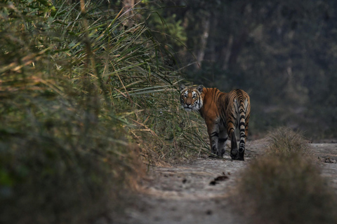 Chitwan National Park Tours: 3 Nights 4 days Full Package
