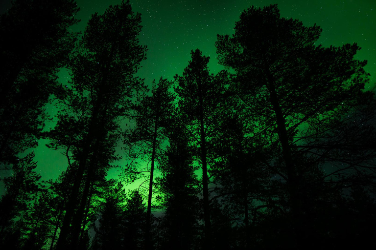 Rovaniemi: Aurora Hunting with 100% Refund. Small Group. Rovaniemi: Aurora Treasure Expedition & Refund (Standard)