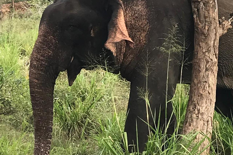 De Colombo: 4 dias de viagem de ida e volta ao Sri Lanka com aeroporto ...