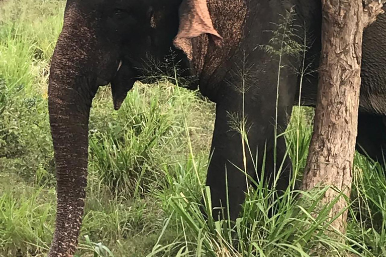 Desde Colombo: Excursión circular de 4 días por Sri Lanka con ...