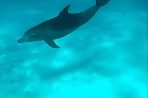 Excursion d'une journée dans les îles Kwale avec plongée en apnée et déjeunerZanzibar : plongée en apnée et croisière en boutre sur les bancs de sable avec déjeuner