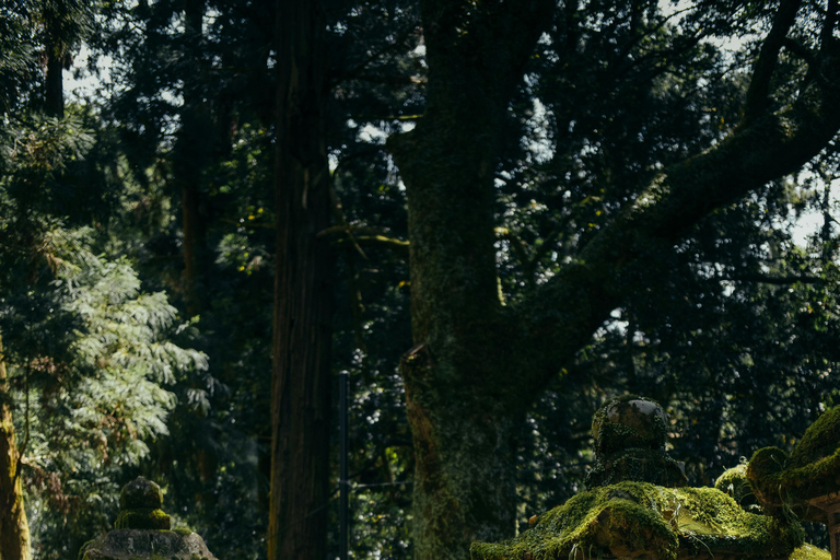 [Deer & Samurai History] Nara Guided Walking Tour+Photoshoot 3 Hours Walking Tour + Photo Service (small-group max. 6)