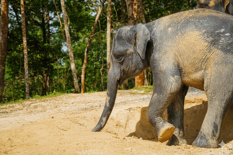 Phuket: City Highlights & Elephant Sanctuary with Lunch