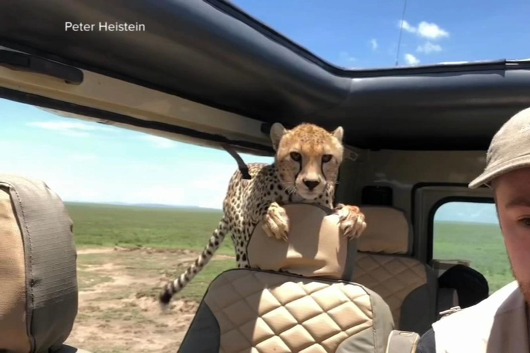 7-Day Luxury Safari to Amboseli, Lake Naivasha & Masai Mara