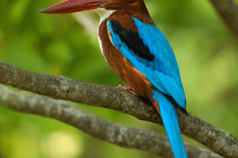 Muthurajawela Bird Watching Boat Tour & Colombo City Tour Tour from Bentota, Ahungalla, Hikkaduwa