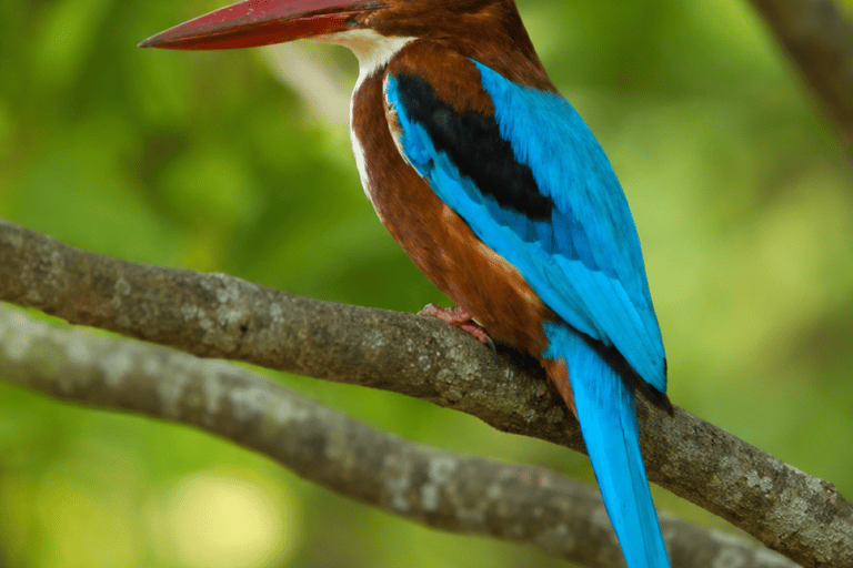Muthurajawela Bird Watching Boat Tour & Colombo City Tour Tour from Bentota, Ahungalla, Hikkaduwa
