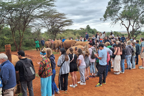 Viagem de 1 dia para o Orfanato de Elefantes e o Centro de Girafas