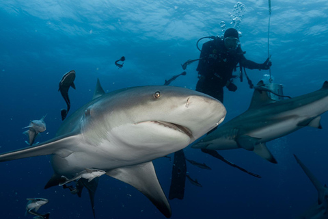 From Durban: Aliwal Shoal Shark Diving Tour with Transfer