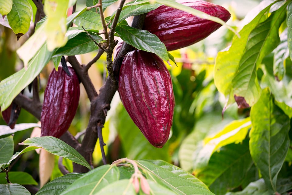 Lahaina Maui Ku’ia Estate Guided Chocolate Tasting GetYourGuide