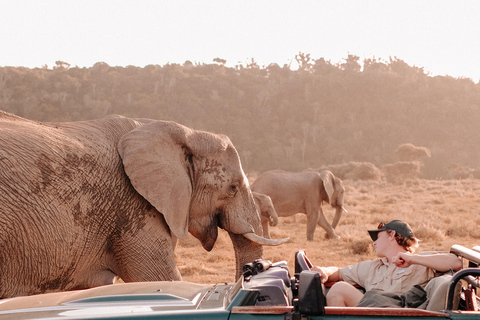 St Lucia: Safari Tour with Local Guide