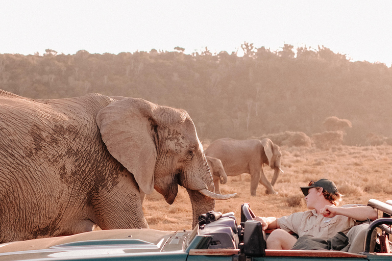 St Lucia: Safari Tour with Local Guide