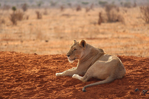 2-dagars viltsafari till Tsavo East &amp; Tsavo West Park