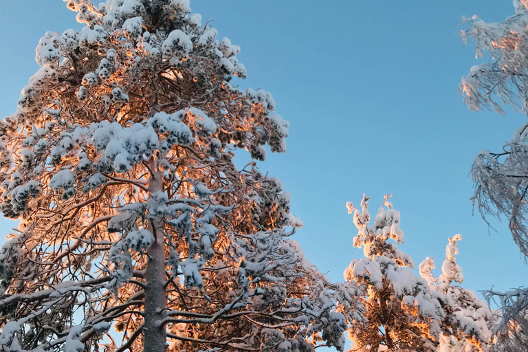 Rovaniemi: Excursión al Zoo de Ranua