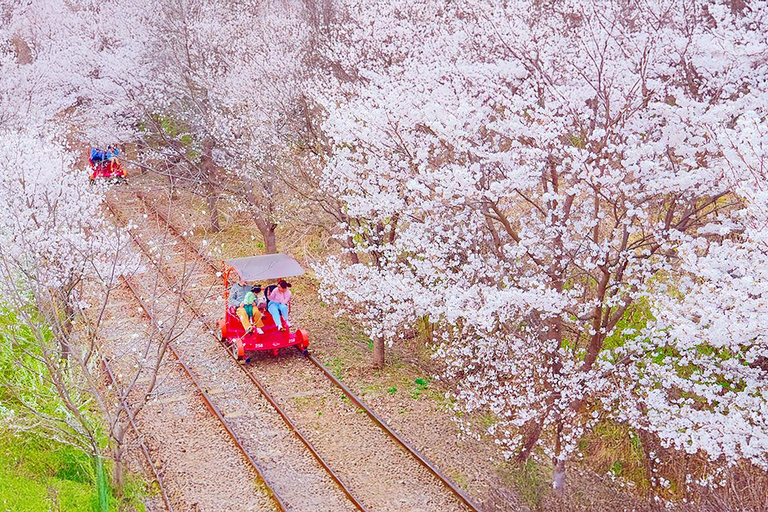 Cherry Blossom Tour from Seoul: Nami, Rail Bike & Alpaca C. Cherry Blossom B + Nami Island