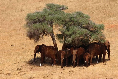 3-DNIOWE SAFARI DO WSCHODNIEGO I ZACHODNIEGO PARKU NARODOWEGO TSAVO