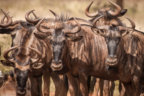 6 Daagse Grote Serengeti Migratie Safari
