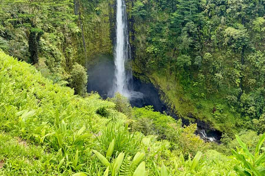 Hilo: Akaka Falls, schwarzer Sandstrand & Schildkrötentour. Foto: GetYourGuide Hilo: Akaka Falls, schwarzer Sandstrand & Schildkrötentour. Foto: GetYourGuide