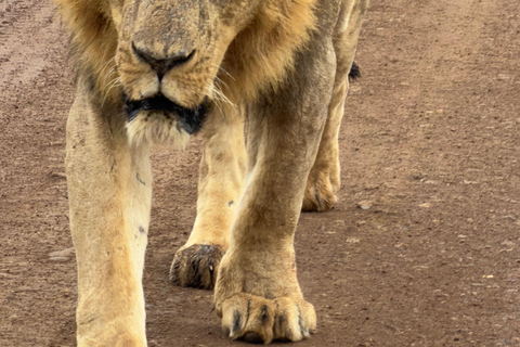 Nairobi: National Park Tour Experience