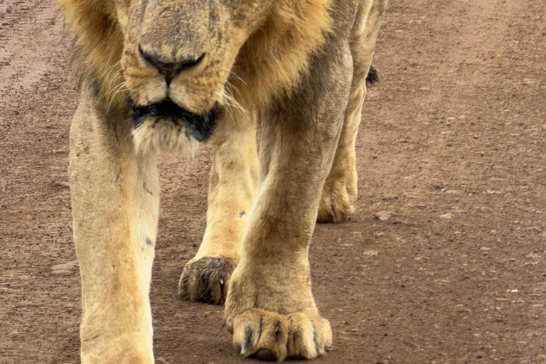 Nairobi: National Park Tour Experience