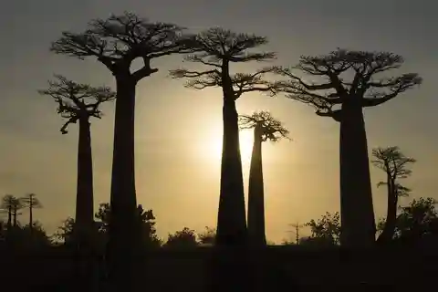 6 Tage, Antananarivo zum Tsingy von Bemaraha, den Baobabs