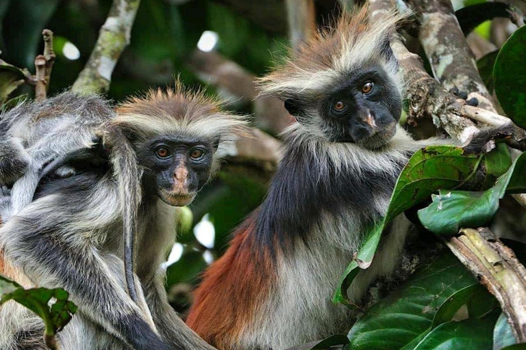 زنجبار: جولة في غابة جوزانيلا يوجد نقل