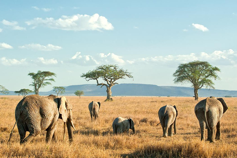 Nairobi: 4-dagars safari med guide i Amboseli, Tsavo West och East