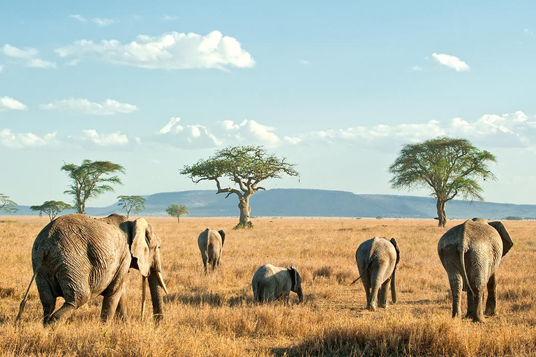 Nairobi: 4-dagars safari med guide i Amboseli, Tsavo West och East